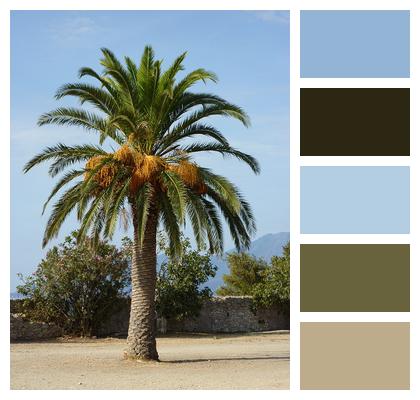 Mediterranean Palm Tree Exotic Image